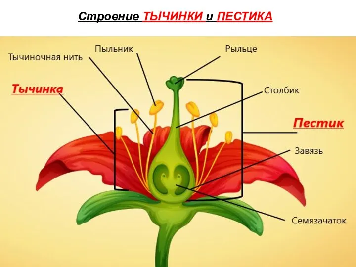 Строение ТЫЧИНКИ и ПЕСТИКА