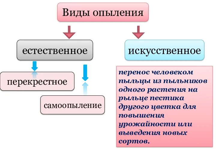 Виды опыления естественное искусственное перекрестное самоопыление перенос человеком пыльцы из