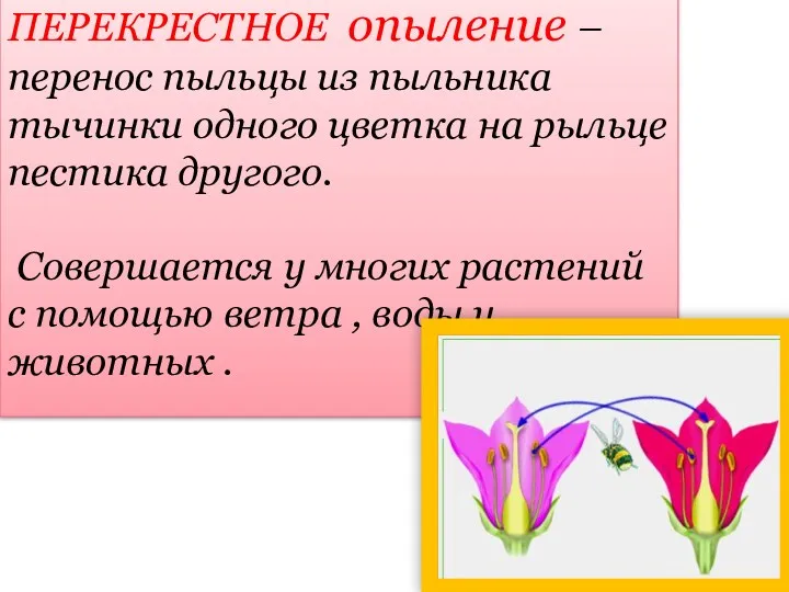 ПЕРЕКРЕСТНОЕ опыление – перенос пыльцы из пыльника тычинки одного цветка