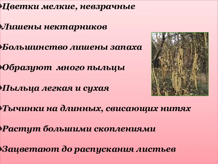 Цветки мелкие, невзрачные Лишены нектарников Большинство лишены запаха Образуют много