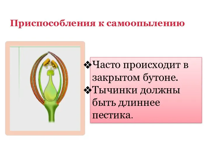 Приспособления к самоопылению Часто происходит в закрытом бутоне. Тычинки должны быть длиннее пестика.