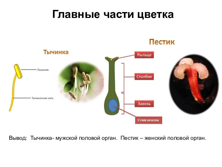 Главные части цветка Семязачаток Вывод: Тычинка- мужской половой орган. Пестик – женский половой орган.