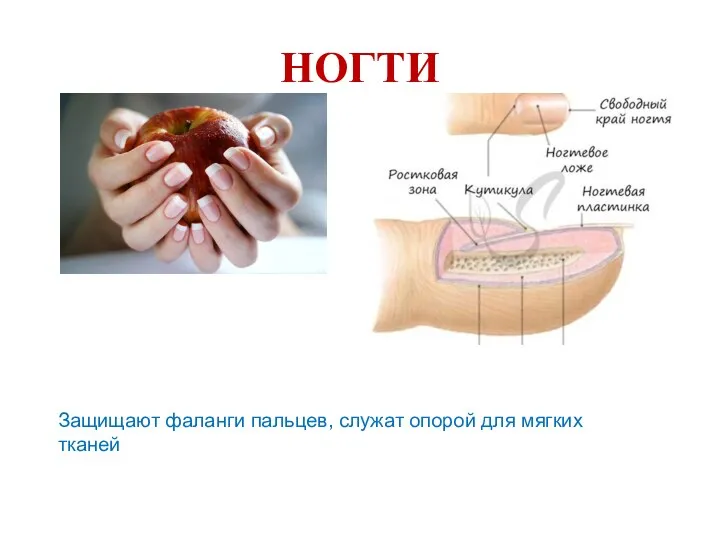 НОГТИ Защищают фаланги пальцев, служат опорой для мягких тканей