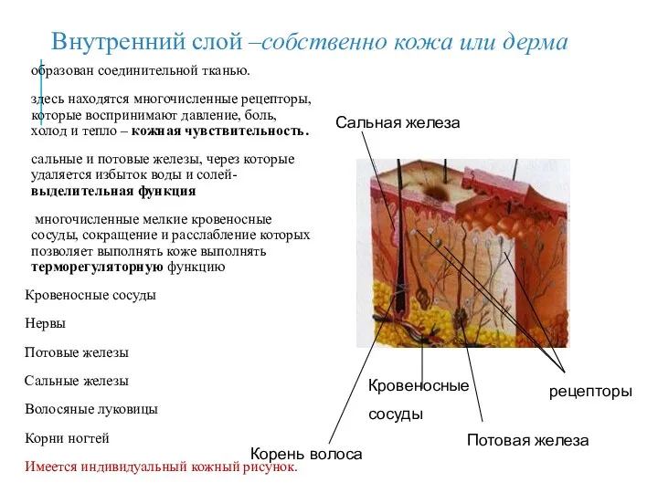 образован соединительной тканью. здесь находятся многочисленные рецепторы, которые воспринимают давление,