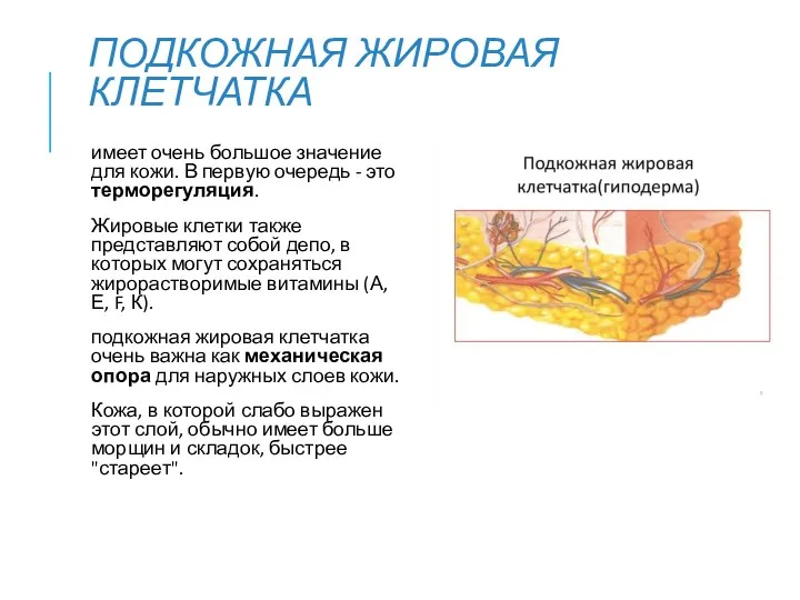 ПОДКОЖНАЯ ЖИРОВАЯ КЛЕТЧАТКА имеет очень большое значение для кожи. В