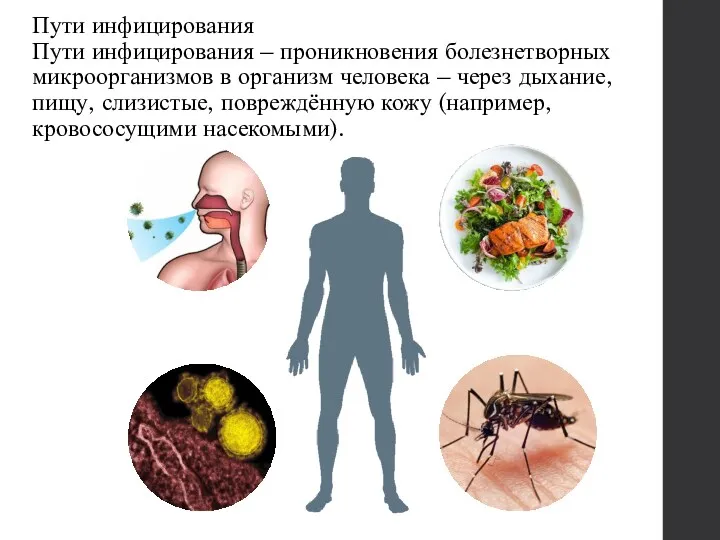 Пути инфицирования Пути инфицирования – проникновения болезнетворных микроорганизмов в организм