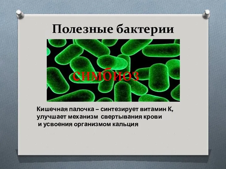 Полезные бактерии Кишечная палочка – синтезирует витамин К, улучшает механизм