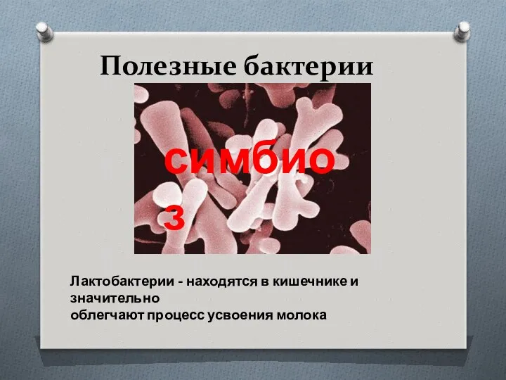 Полезные бактерии Лактобактерии - находятся в кишечнике и значительно облегчают процесс усвоения молока симбиоз