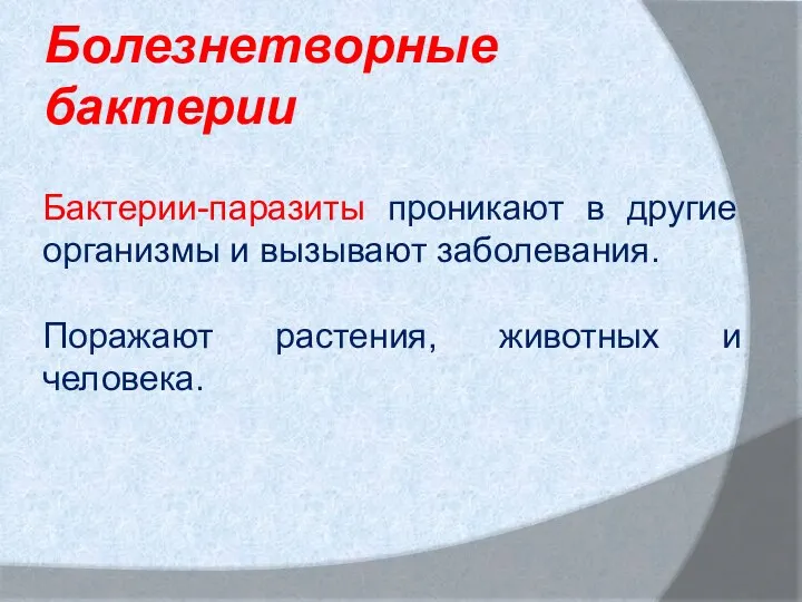 Болезнетворные бактерии Бактерии-паразиты проникают в другие организмы и вызывают заболевания. Поражают растения, животных и человека.