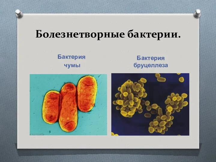 Болезнетворные бактерии. Бактерия чумы Бактерия бруцеллеза