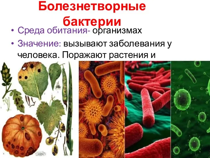 Болезнетворные бактерии Среда обитания- организмах Значение: вызывают заболевания у человека. Поражают растения и животных