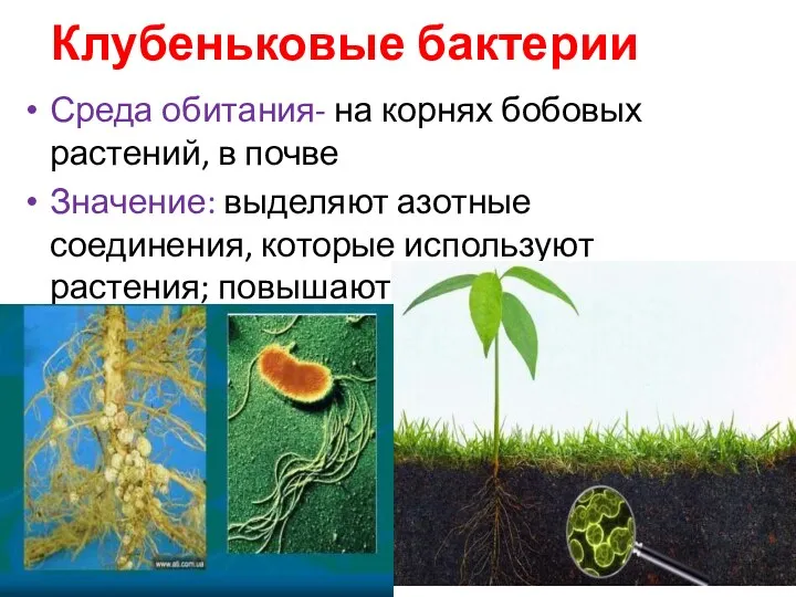 Клубеньковые бактерии Среда обитания- на корнях бобовых растений, в почве Значение: выделяют азотные