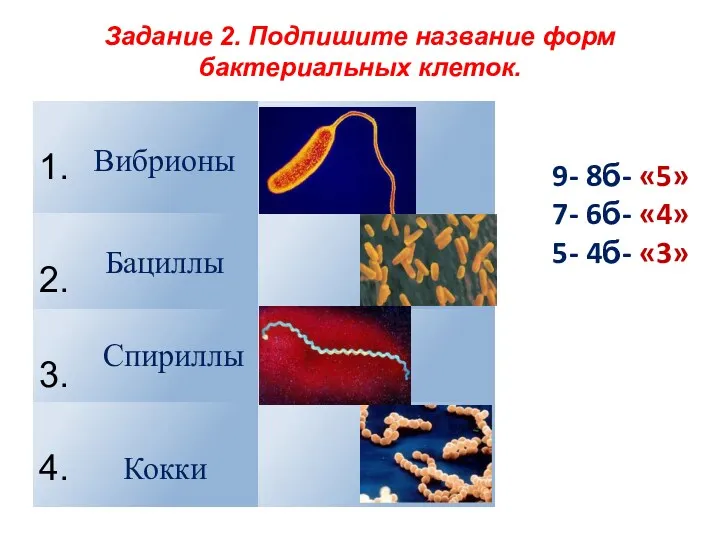 Задание 2. Подпишите название форм бактериальных клеток. Кокки Бациллы Вибрионы Спириллы 9- 8б-