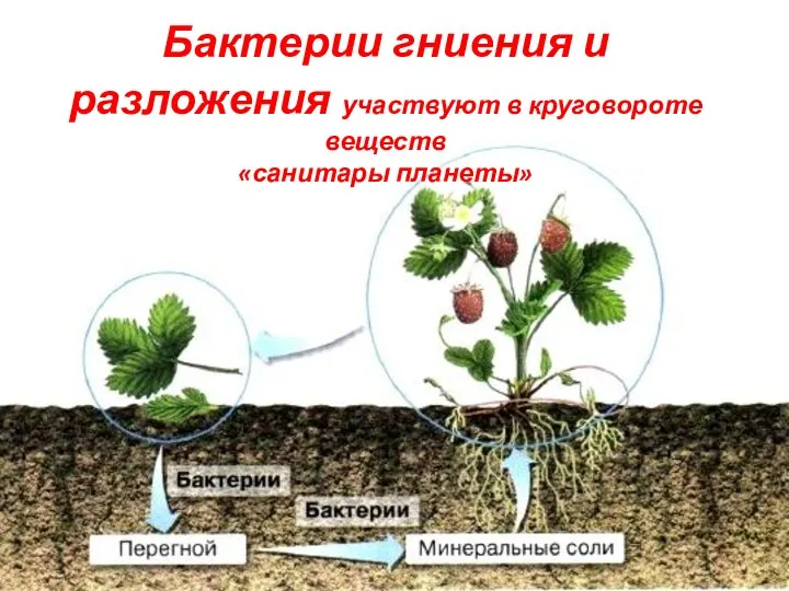 Бактерии гниения и разложения участвуют в круговороте веществ «санитары планеты»