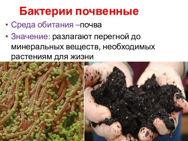 Бактерии почвенные Среда обитания –почва Значение: разлагают перегной до минеральных веществ, необходимых растениям для жизни