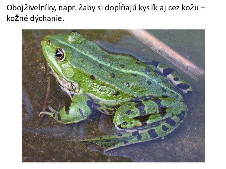 Obojživelníky, napr. žaby si dopĺňajú kyslík aj cez kožu – kožné dýchanie.