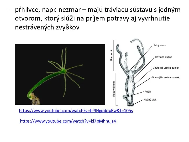 pŕhlivce, napr. nezmar – majú tráviacu sústavu s jedným otvorom,