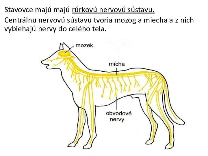 Stavovce majú majú rúrkovú nervovú sústavu. Centrálnu nervovú sústavu tvoria mozog a miecha