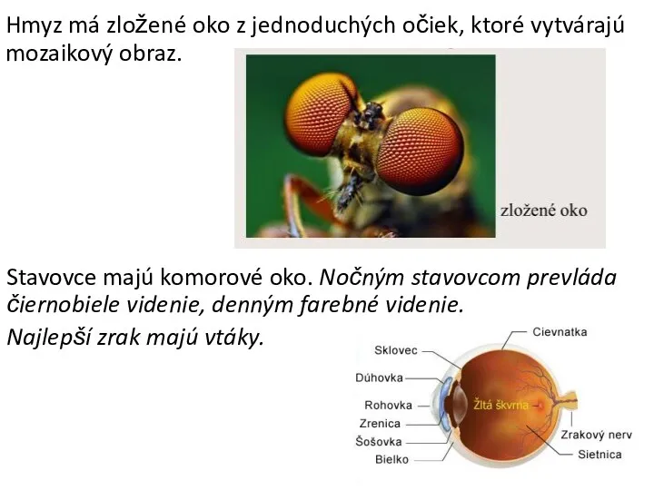 Hmyz má zložené oko z jednoduchých očiek, ktoré vytvárajú mozaikový obraz. Stavovce majú