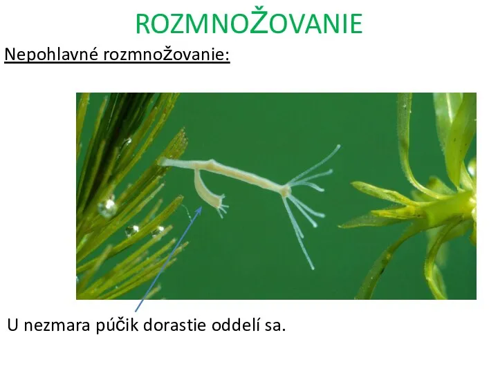 ROZMNOŽOVANIE Nepohlavné rozmnožovanie: U nezmara púčik dorastie oddelí sa.