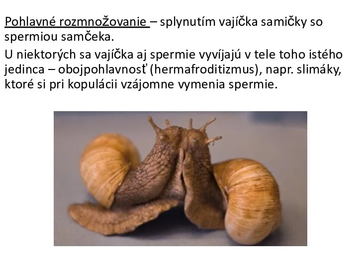 Pohlavné rozmnožovanie – splynutím vajíčka samičky so spermiou samčeka. U