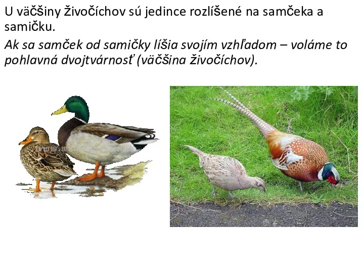 U väčšiny živočíchov sú jedince rozlíšené na samčeka a samičku. Ak sa samček