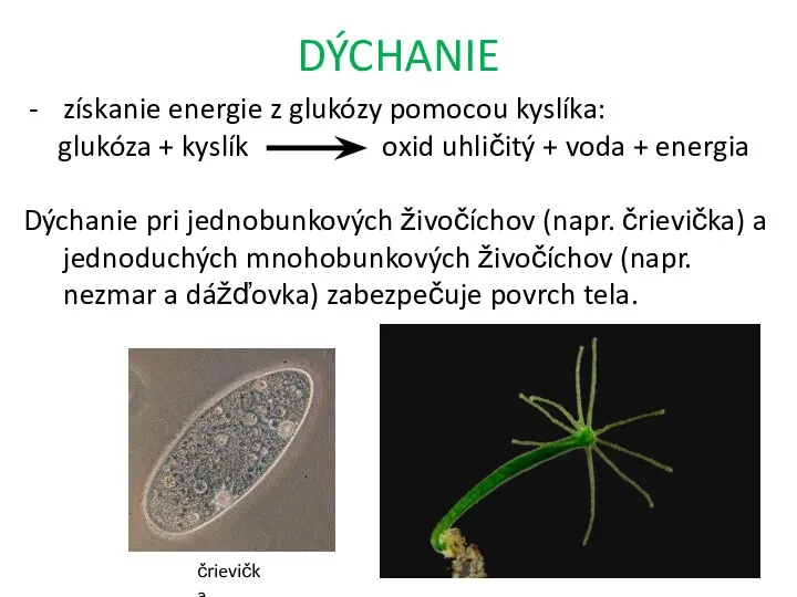 DÝCHANIE získanie energie z glukózy pomocou kyslíka: glukóza + kyslík