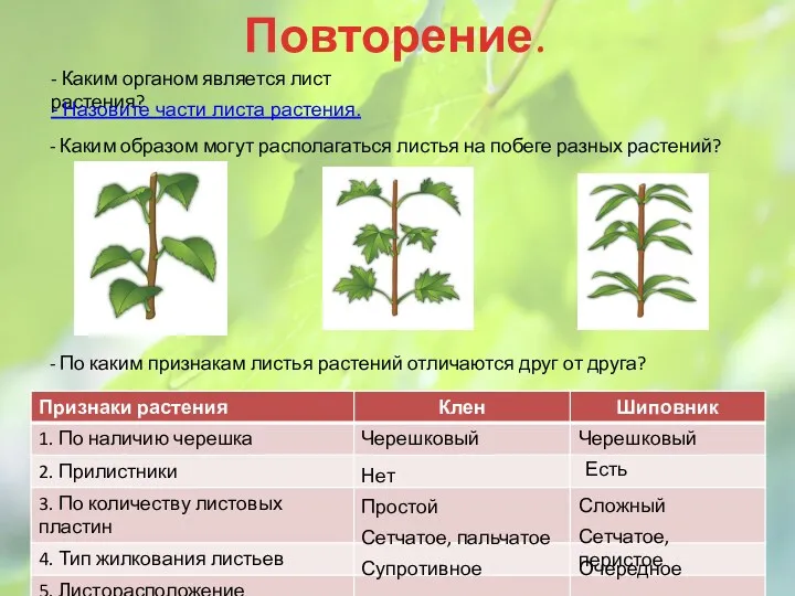 Повторение. Черешковый Простой Сетчатое, пальчатое Супротивное Черешковый Сложный Сетчатое, перистое