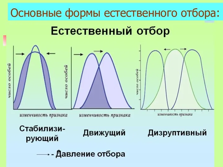 Основные формы естественного отбора: