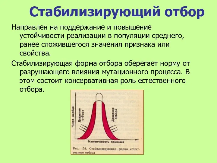 Стабилизирующий отбор Направлен на поддержание и повышение устойчивости реализации в