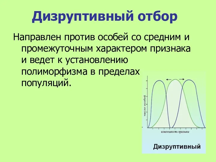 Дизруптивный отбор Направлен против особей со средним и промежуточным характером