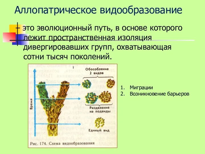 – это эволюционный путь, в основе которого лежит пространственная изоляция