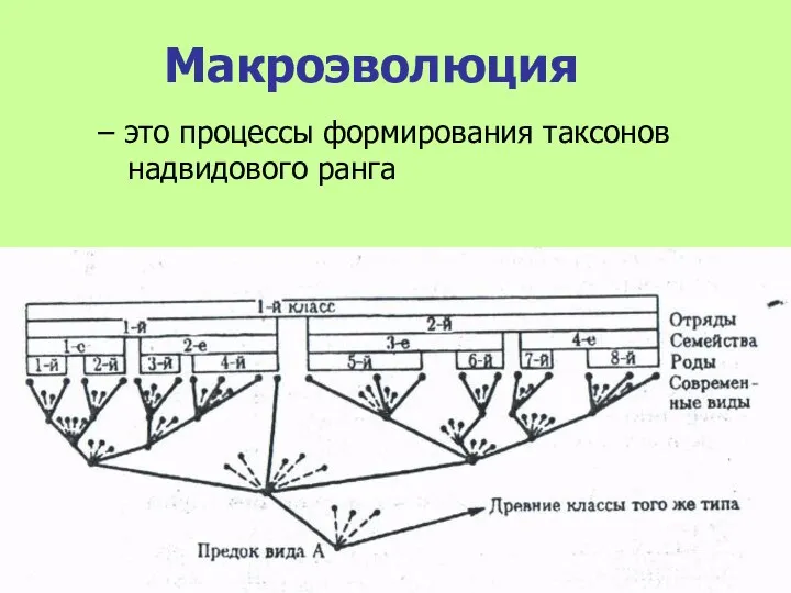 Макроэволюция – это процессы формирования таксонов надвидового ранга