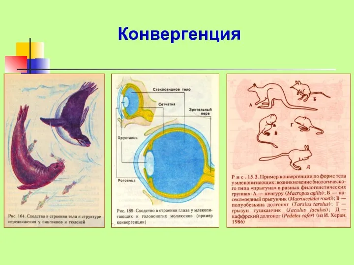 Конвергенция