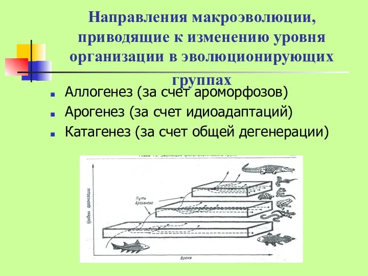 Направления макроэволюции, приводящие к изменению уровня организации в эволюционирующих группах