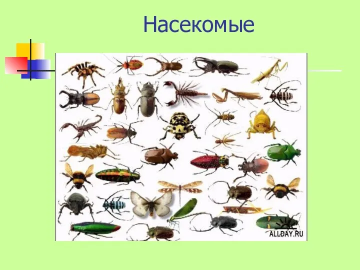 Насекомые