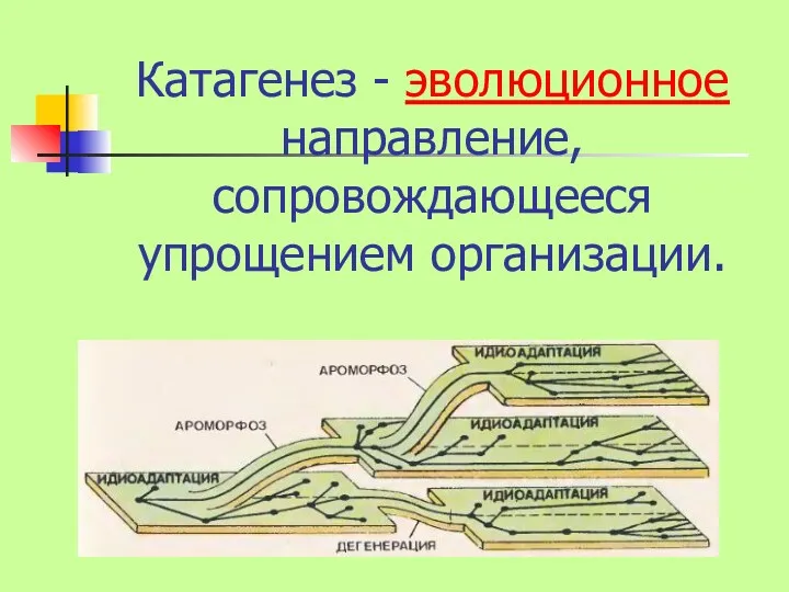 Катагенез - эволюционное направление, сопровождающееся упрощением организации.