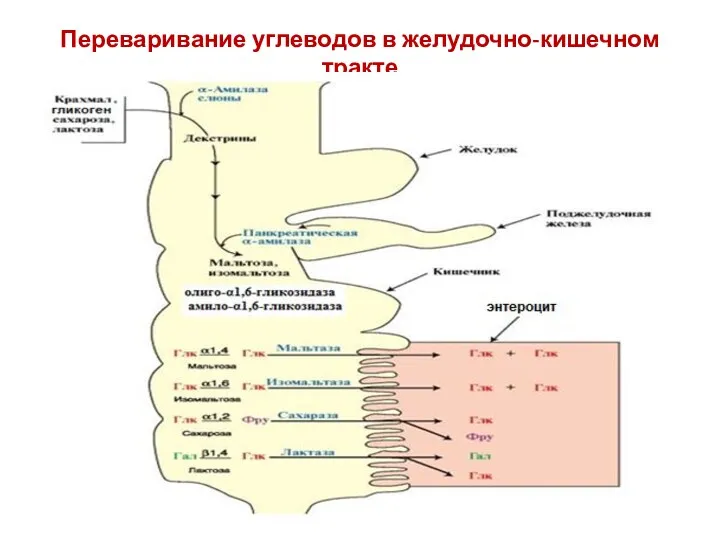 Переваривание углеводов в желудочно-кишечном тракте