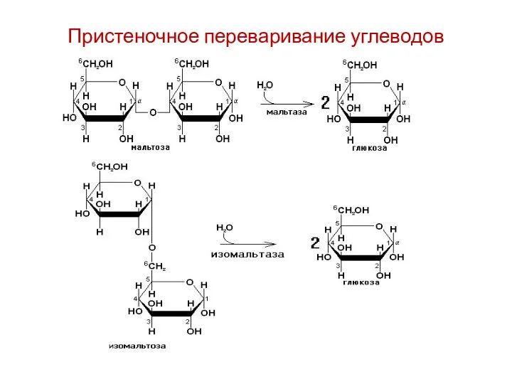 Пристеночное переваривание углеводов