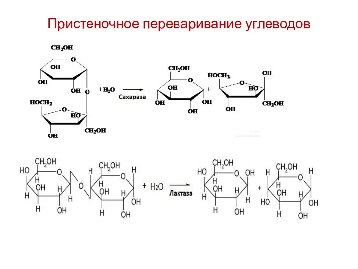 Пристеночное переваривание углеводов