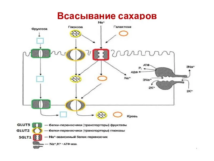 Всасывание сахаров