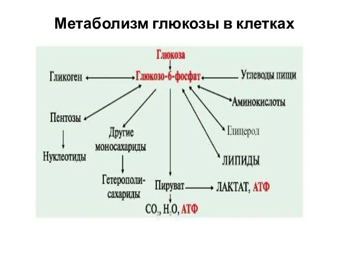 Метаболизм глюкозы в клетках