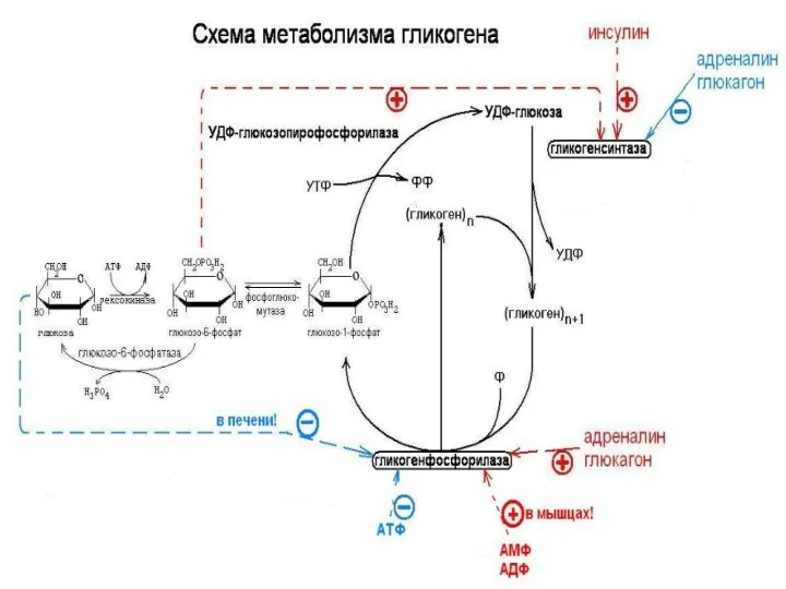 Пути превращения глюкозы в клетках