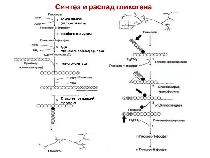 Синтез и распад гликогена Гликоген-ветвящий фермент гликогенсинтаза УДФ-глюкозопирофосфорилаза фосфоглюкомутаза Гексокиназа (гллюкокиназа)