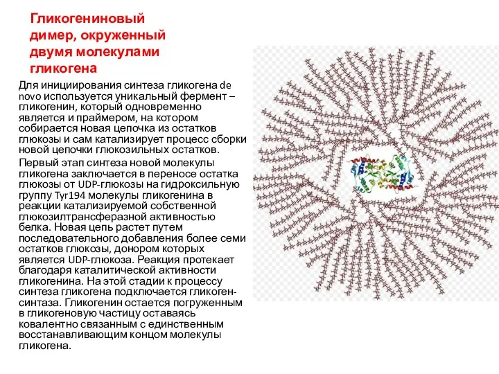 Гликогениновый димер, окруженный двумя молекулами гликогена Для инициирования синтеза гликогена