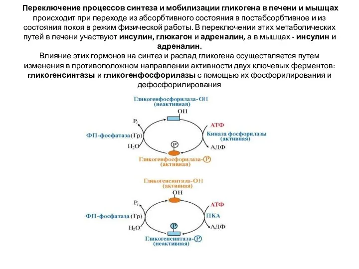 Переключение процессов синтеза и мобилизации гликогена в печени и мышцах