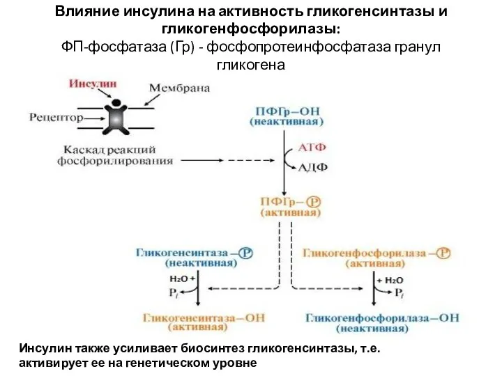 Влияние инсулина на активность гликогенсинтазы и гликогенфосфорилазы: ФП-фосфатаза (Гр) -