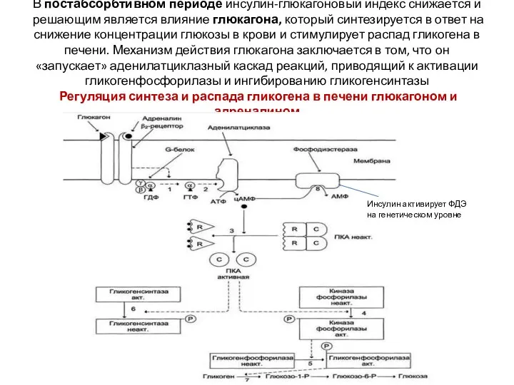 В постабсорбтивном периоде инсулин-глюкагоновый индекс снижается и решающим является влияние