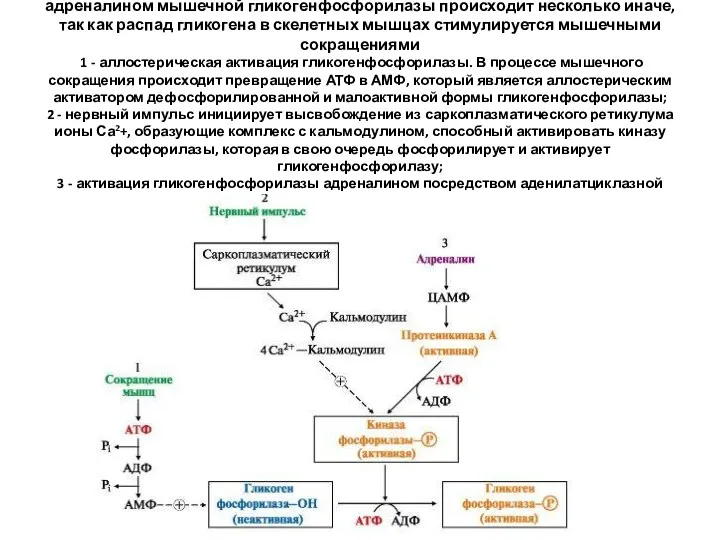 Регуляция метаболизма гликогена в мышцах. Активация адреналином мышечной гликогенфосфорилазы происходит