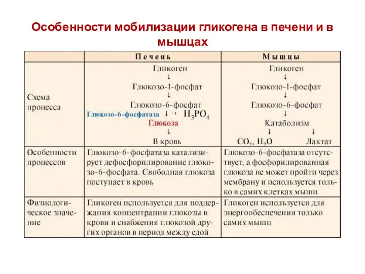 Особенности мобилизации гликогена в печени и в мышцах